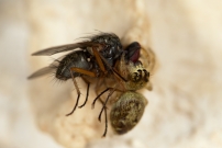Une femelle (Araneae - Salticidae - Macaroeris nidicolens)